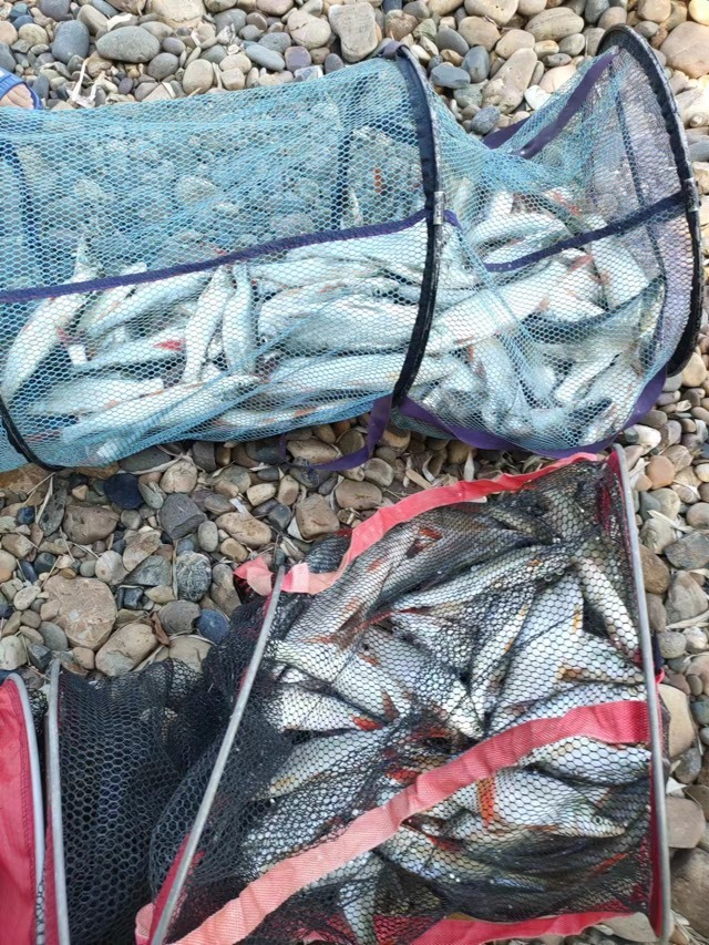 嘉陵江釣魚一不小心就爆護資源真的好！