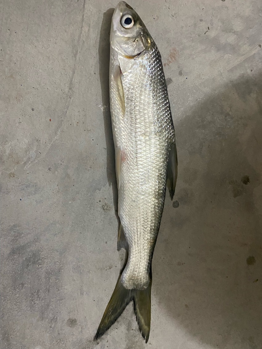 嘉陵江釣魚一不小心就爆護資源真的好！
