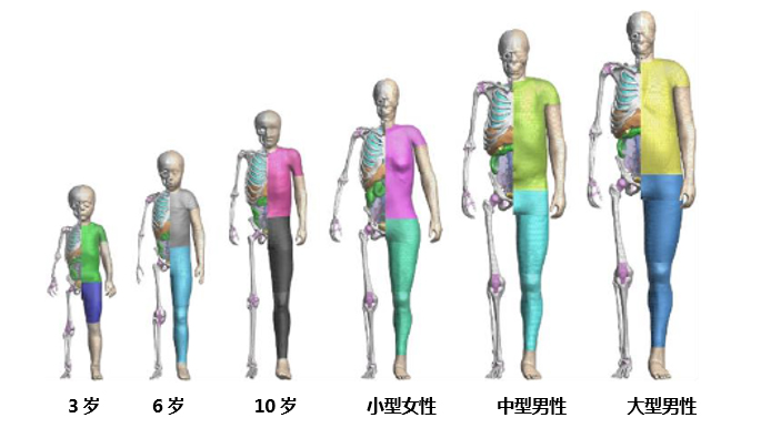 豐田汽車公司將無償公開虛擬人體模型“THUMS” ——通過普及運用車輛碰撞傷害解析,為提升汽車安全性能做貢獻——